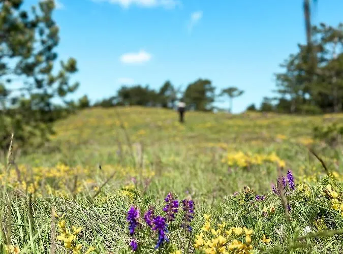 M Zlatni Breg Divčibare